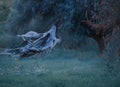 Dementor flies through the air with waving mantle into the forest above the lawn with emerald frozen grass covered with Royalty Free Stock Photo