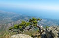 Demerji mountain in Crimea near Alushta Royalty Free Stock Photo