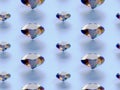 3Demian seamless pattern diamond on blue background Royalty Free Stock Photo