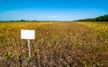 demo field of soybeans with pointers, yellow leaves, withered stems, harvest time