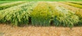 demo field of winter barley, divided sectors