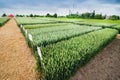 demo plots of cereals with pointers flags