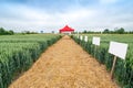 demo plots of cereals with pointers flags, new winter barley and wheat