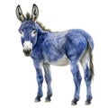 Democratts blue donkey isolated on white transparent, USA presidential election political party mascot