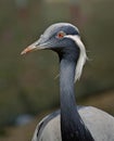 Demoisele portrait, with focus on bird face