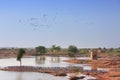 Demoiselle crains wintering near Khichan village, India Royalty Free Stock Photo