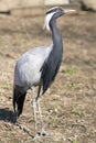 Demoiselle Crane