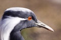 Demoiselle Crane Royalty Free Stock Photo