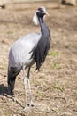 Demoiselle Crane Royalty Free Stock Photo