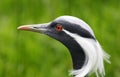 Demoiselle Crane Royalty Free Stock Photo