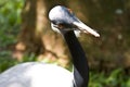 Demoiselle Crane Royalty Free Stock Photo