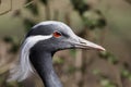 Demoiselle Crane,Anthropoides virgo Royalty Free Stock Photo