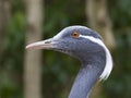 Demoiselle crane - Anthropoides virgo Royalty Free Stock Photo