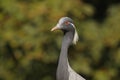 Demoiselle Crane, Anthropoides virgo Royalty Free Stock Photo