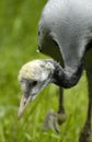 Demoiselle crane (anthropoides virgo) Royalty Free Stock Photo