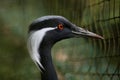 Demoiselle crane (Anthropoides virgo). Royalty Free Stock Photo