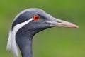 Demoiselle Crane, Anthropoides virgo, bird hidden in the grass near the water. Detail portrait of beautiful crane. Bird in green Royalty Free Stock Photo