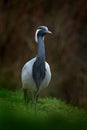 Demoiselle Crane, Anthropoides virgo, bird hidden in the grass near the water. Detail portrait of beautiful crane. Bird in green Royalty Free Stock Photo