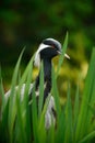 Demoiselle Crane, Anthropoides virgo, bird hiden in grass near the water. Detail portrait of beautiful crane. Bird in green nature