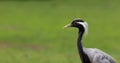 Demoiselle Crane (Anthropoides virgo) Royalty Free Stock Photo