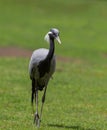 Demoiselle Crane (Anthropoides virgo) Royalty Free Stock Photo