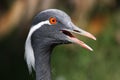 Demoiselle Crane Bird Royalty Free Stock Photo