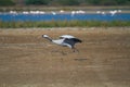 Demoiselle Crane bird Royalty Free Stock Photo