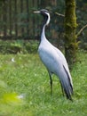 Demoiselle Crane Bird Royalty Free Stock Photo