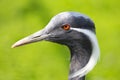 Demoiselle Crane Royalty Free Stock Photo