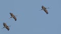 Demoiselle crane bird flying in sky