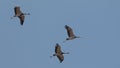 Demoiselle crane bird flying in sky