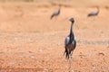 A Demoiselle crane bird in the middle of Rajasthan desert, India. Royalty Free Stock Photo