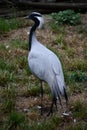 A Demoiselle Crane Bird in the Outdoor Royalty Free Stock Photo