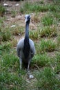 A Demoiselle Crane Bird in the Outdoor Royalty Free Stock Photo