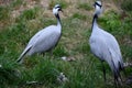 A Demoiselle Crane Bird in the Outdoor Royalty Free Stock Photo