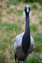 A Demoiselle Crane Bird in the Outdoor Royalty Free Stock Photo