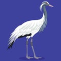 Demoiselle crane cartoon