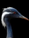 Demoiselle Crane Close-up Royalty Free Stock Photo