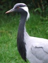 Demoiselle Crane close up Royalty Free Stock Photo