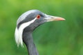 Demoiselle crane