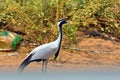 Demoiselle crane close up Royalty Free Stock Photo