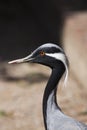 The demoiselle crane Royalty Free Stock Photo