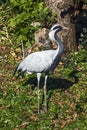 Demoiselle crane 8