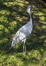 Demoiselle crane 9