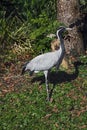 Demoiselle crane 12