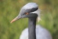 Demoiselle crane Royalty Free Stock Photo