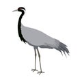 Demoiselle Crane Flat Design Vector Illustration