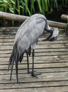 Demoiselle crane on the footbridge 4