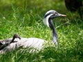 Demoiselle crane grass Royalty Free Stock Photo