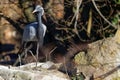 Demoiselle crane (Grus virgo) in the city park of Lyon